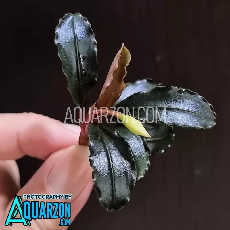 Bucephalandra Dark Blue