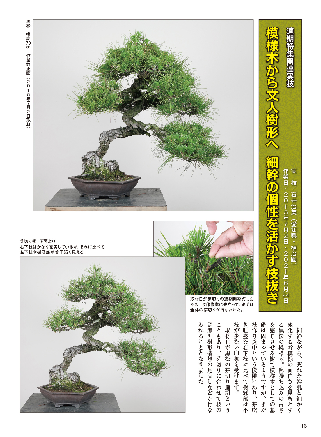 月刊「近代盆栽」2024年7月号 | 盆栽、盆栽書籍、盆栽鉢の通販│近代出版