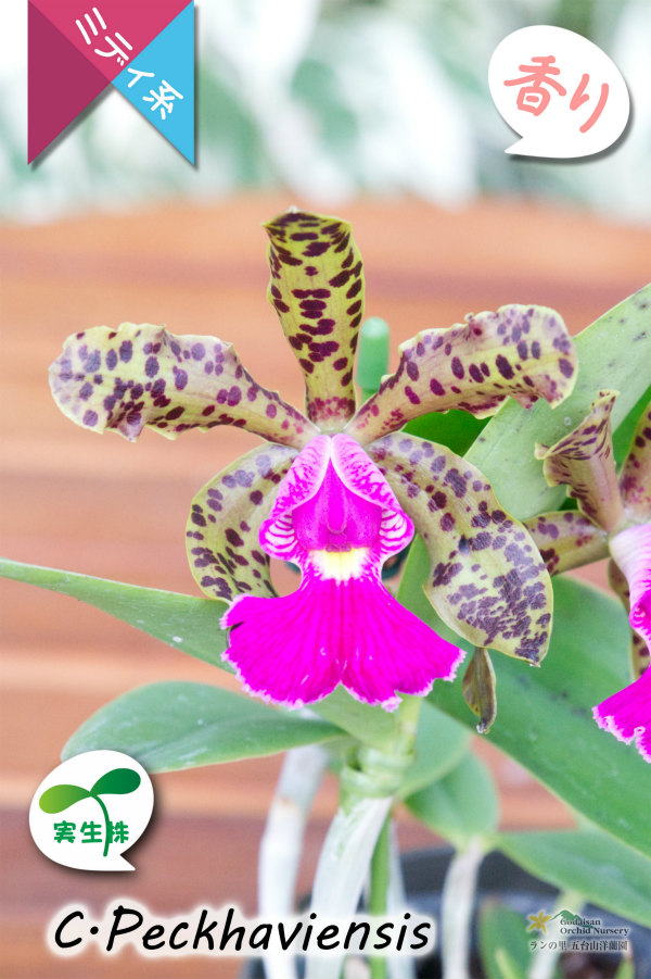 野生味あふれるカトレア点花の交配種】Cattleya Peckhaviensis （交配