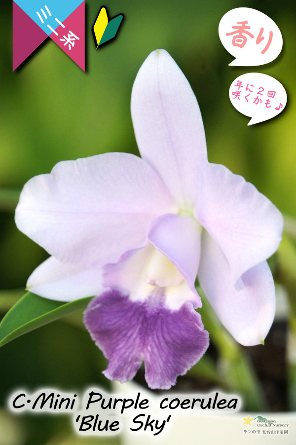 年に2回花が咲く可能性のあるミニカトレア】C.Mini Purple coerulea