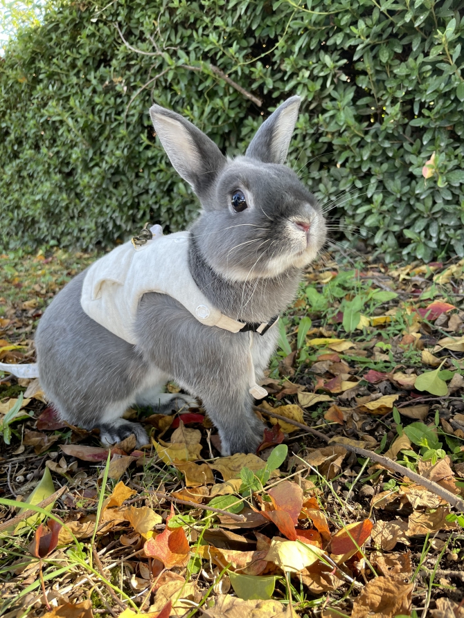 お散歩たのしいな（うさぎ：ミックス）Small Animal Life｜うさぎ