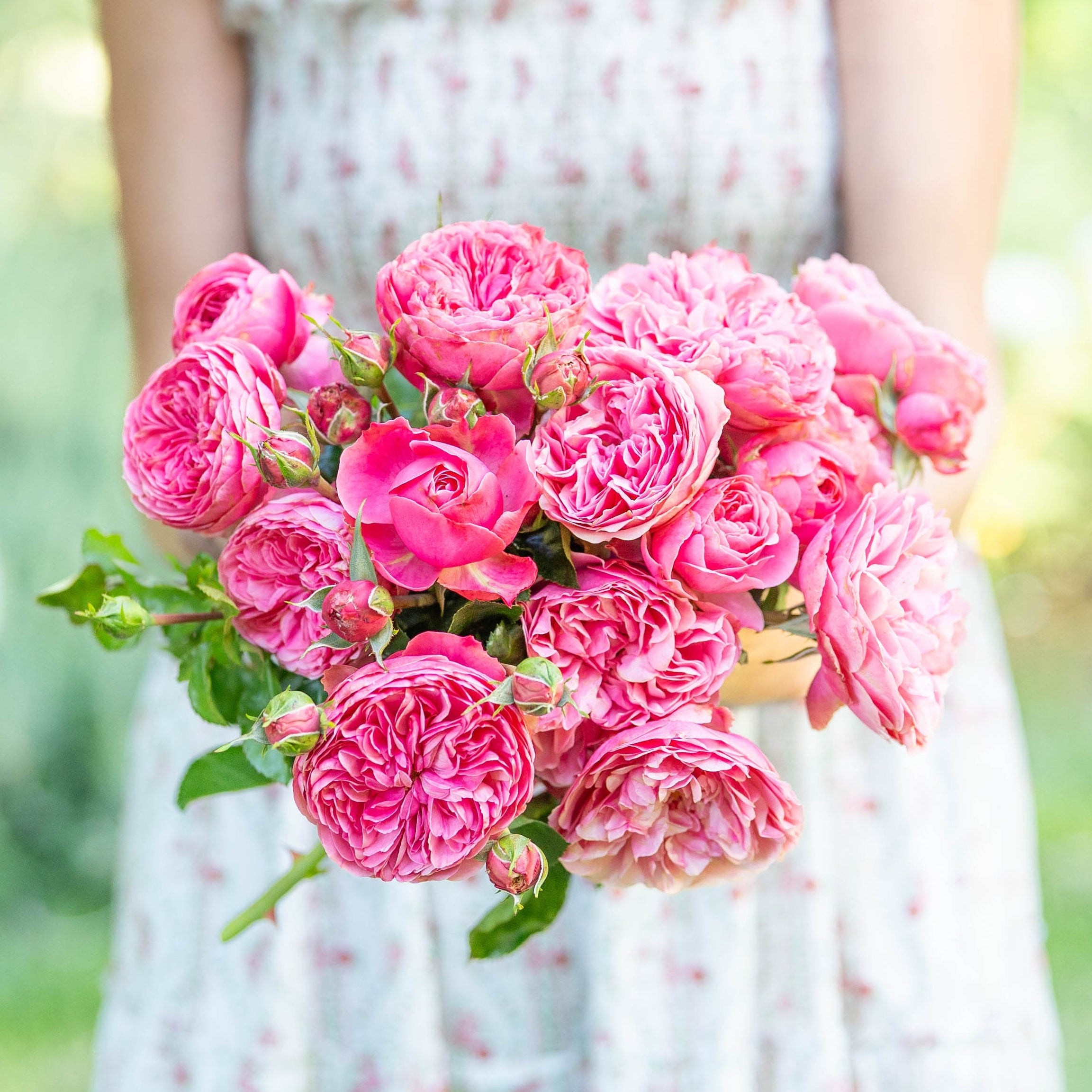 Leonardo da Vinci® Bare Root Rose Bush - Grace Rose Farm