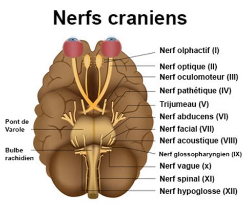 Nerfs crâniens : définition - docteurclic.com
