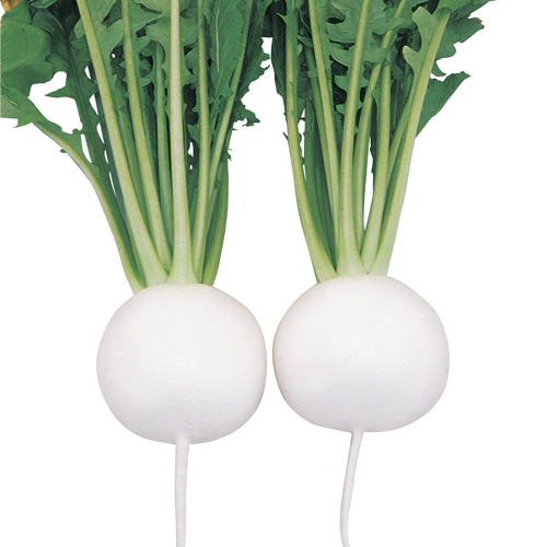 CR白雪[かぶ] - e-種や｜国内最大級の野菜種・花種・苗・農業資材の販売店