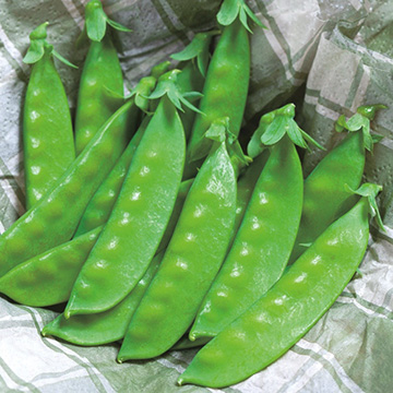成駒三十日絹莢[さやえんどう] - e-種や｜国内最大級の野菜種・花種