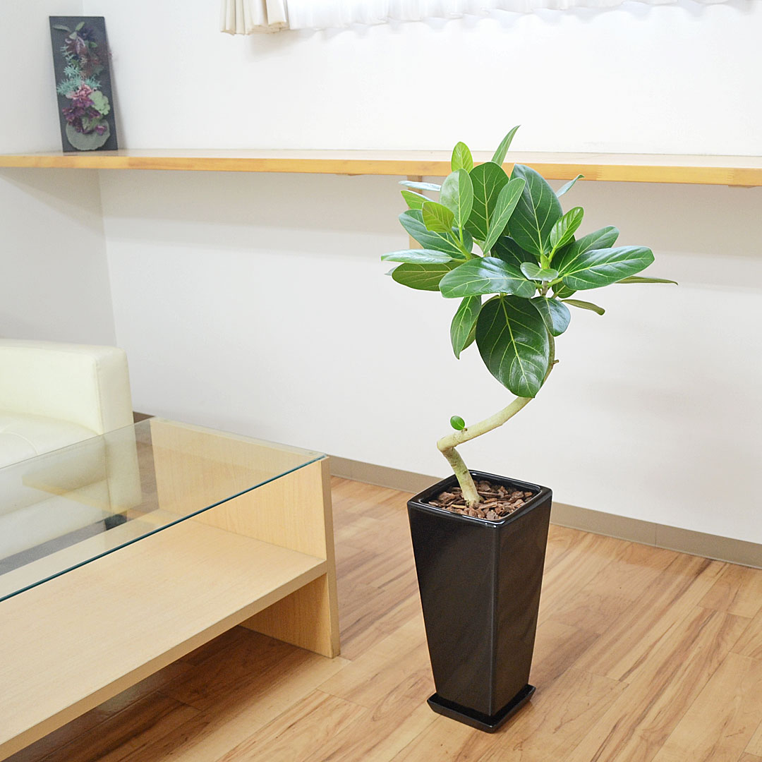 観葉植物の販売・ギフトならフラワーコーポレーション / 観葉植物