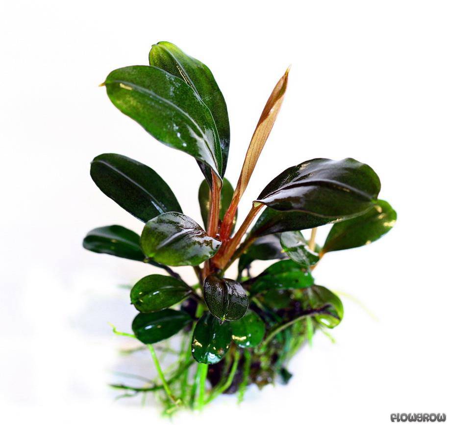 Bucephalandra sp. 