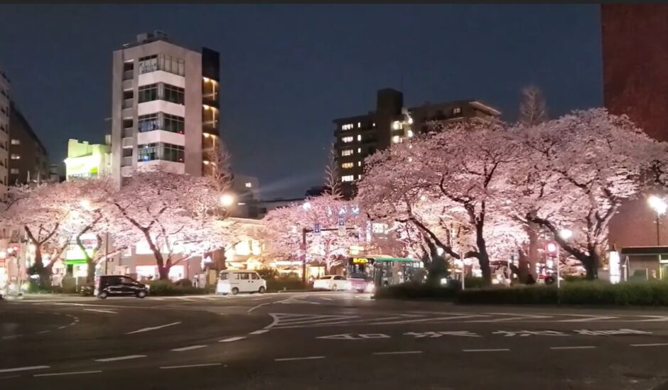 国立市の夜桜は幻想的！満開の桜をライトアップ！ | 国立散歩