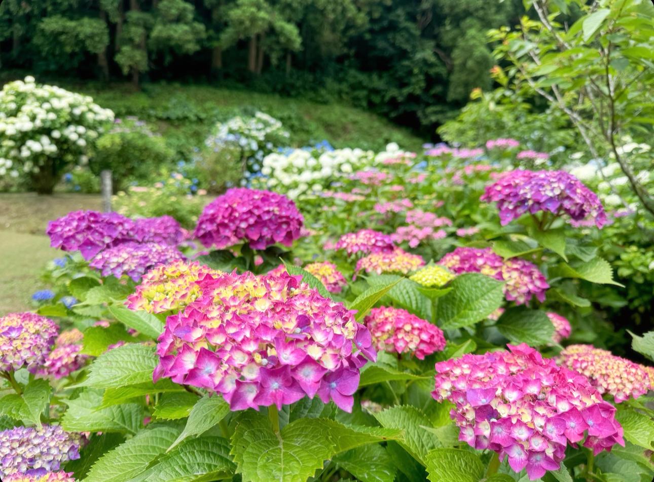 Arego Ajisai garden | Tourism spot | DISCOVER KAGOSHIMA｜Official