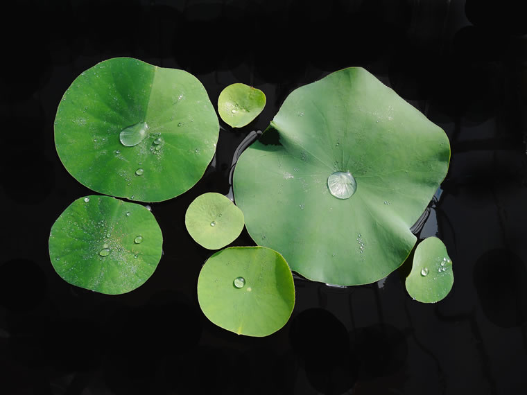 開葉（つまもの）10枚入3,500円（水揚げ済み） | 花ハスの専門店