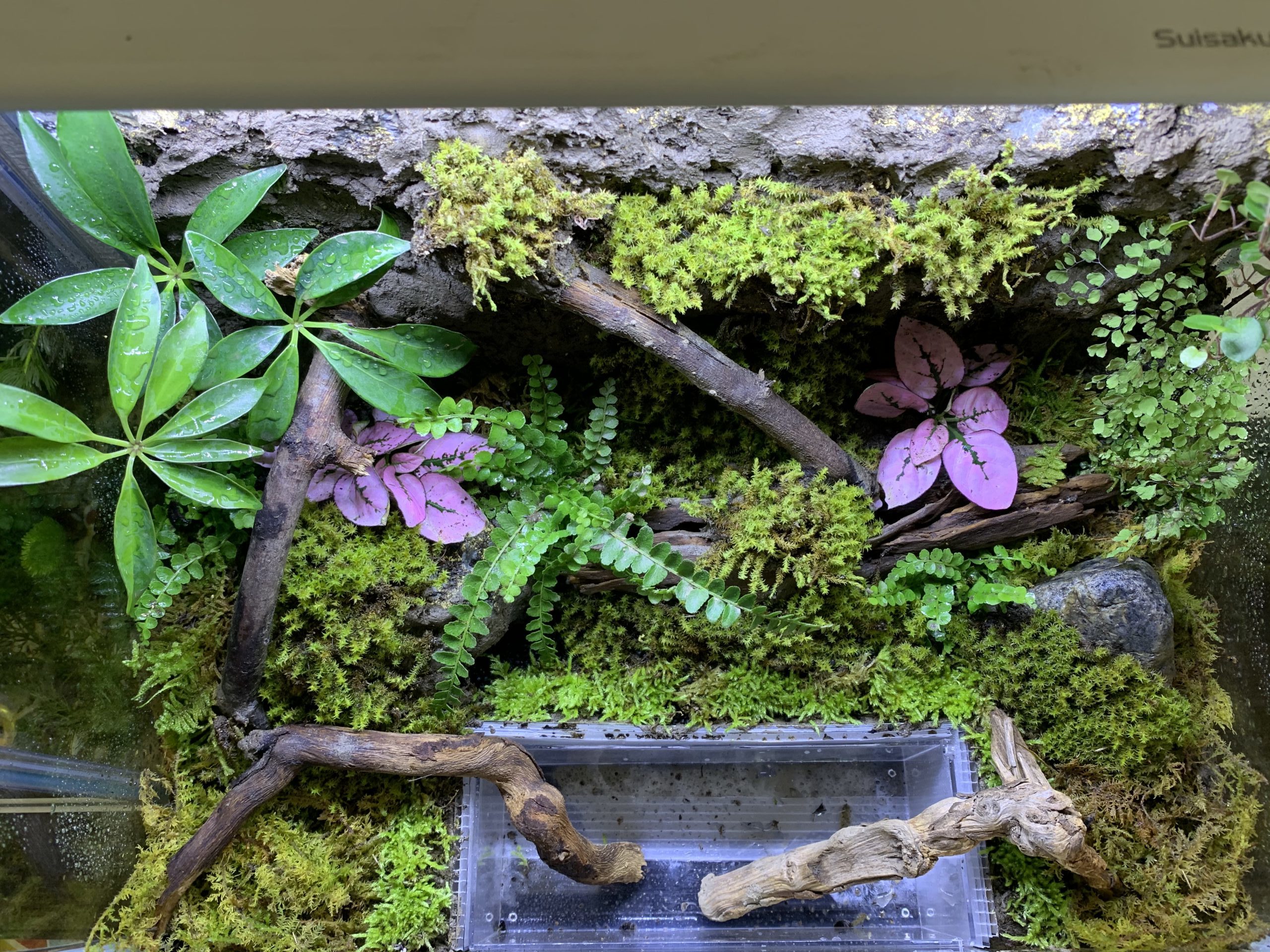 テラリウム』初めての苔テラリウムによるイモリウムを作る。『水槽