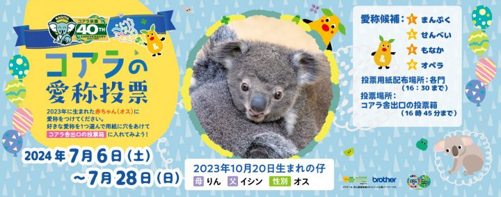 コアラの愛称投票 ｜イベントカレンダー｜東山動植物園