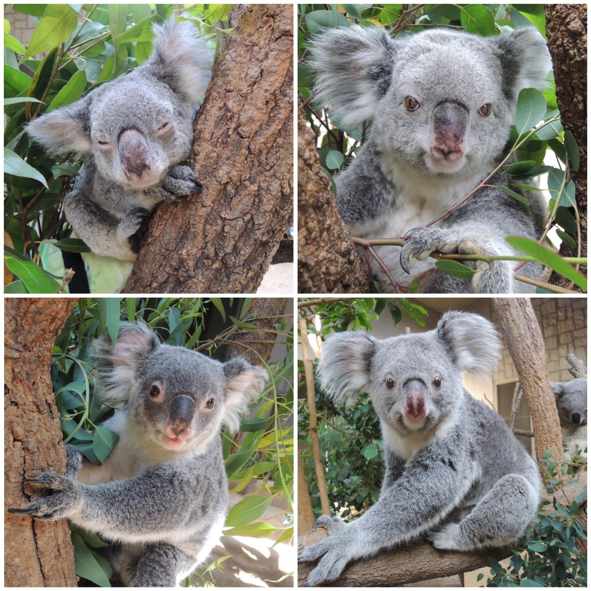 コアラたち、元気です！｜オフィシャルブログ｜東山動植物園