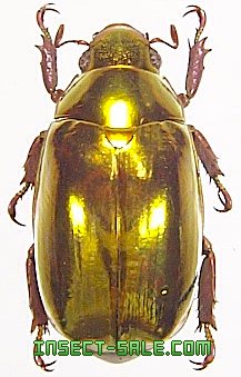 Insect-Sale.com 世界の昆虫販売ネット - Chrysina optima (Gold