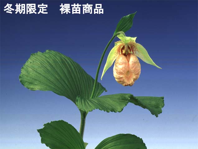 山野草の石田精華園 / クマガイソウ