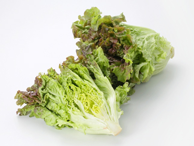 サニーレタス/グリーンリーフ | あいちの野菜 | あいちの園芸 | あいち
