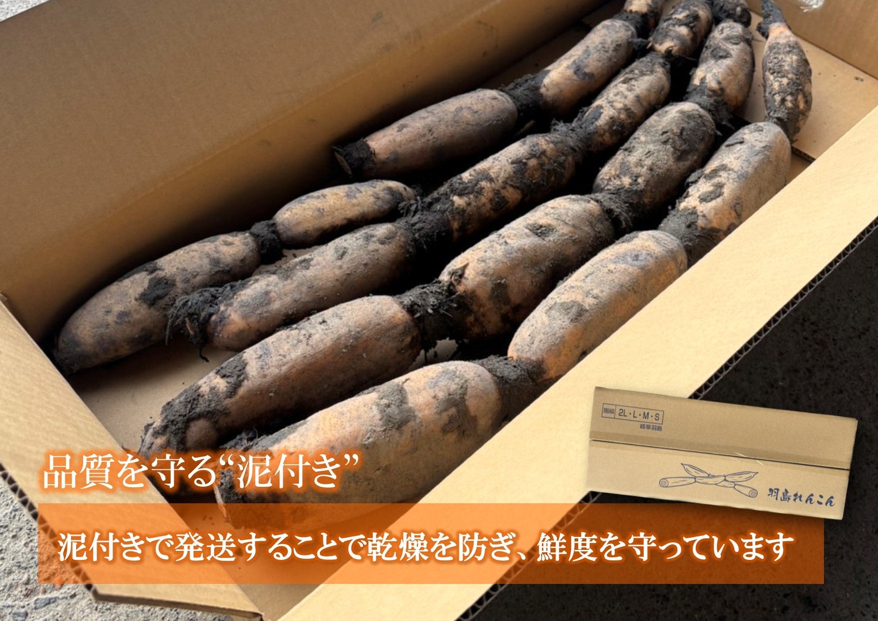 羽島れんこん2L 約5㎏: JAぎふ 清流ぎふの恵み|【JAタウン】産地