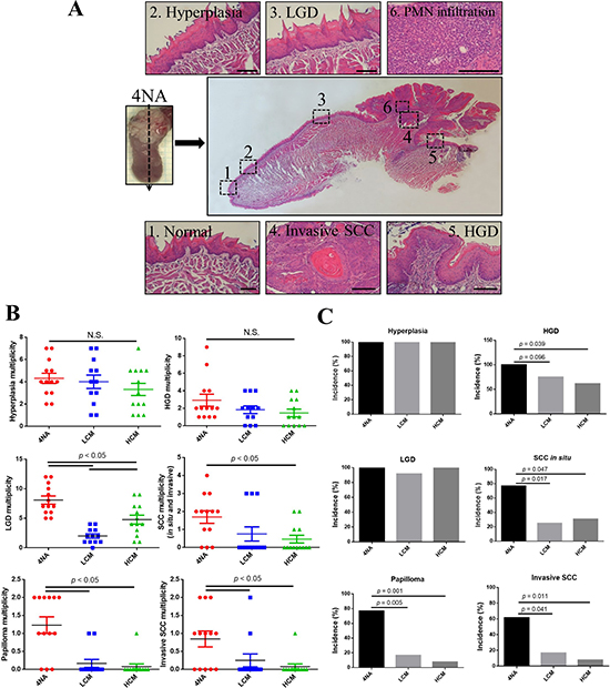Cordycepin and a preparation from Cordyceps militaris inhibit