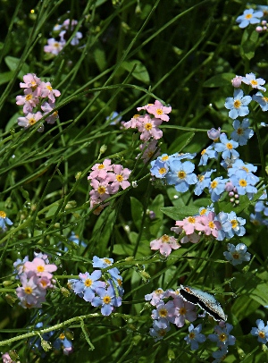 四季の山野草（ワスレナグサ）