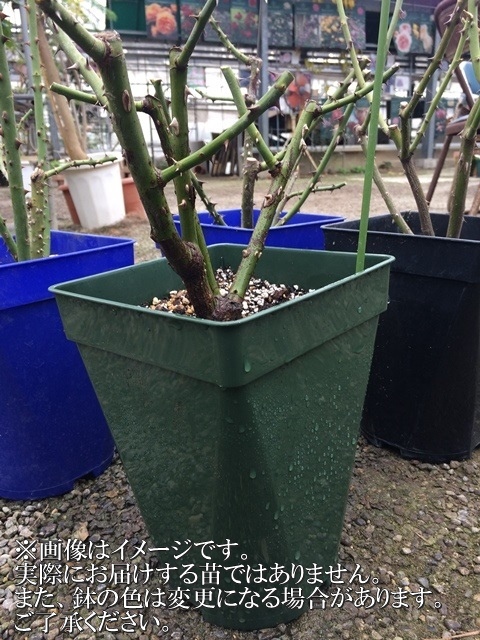シー・ユー・イン・ピンク（大苗）7号鉢植え《農林水産省 登録品種