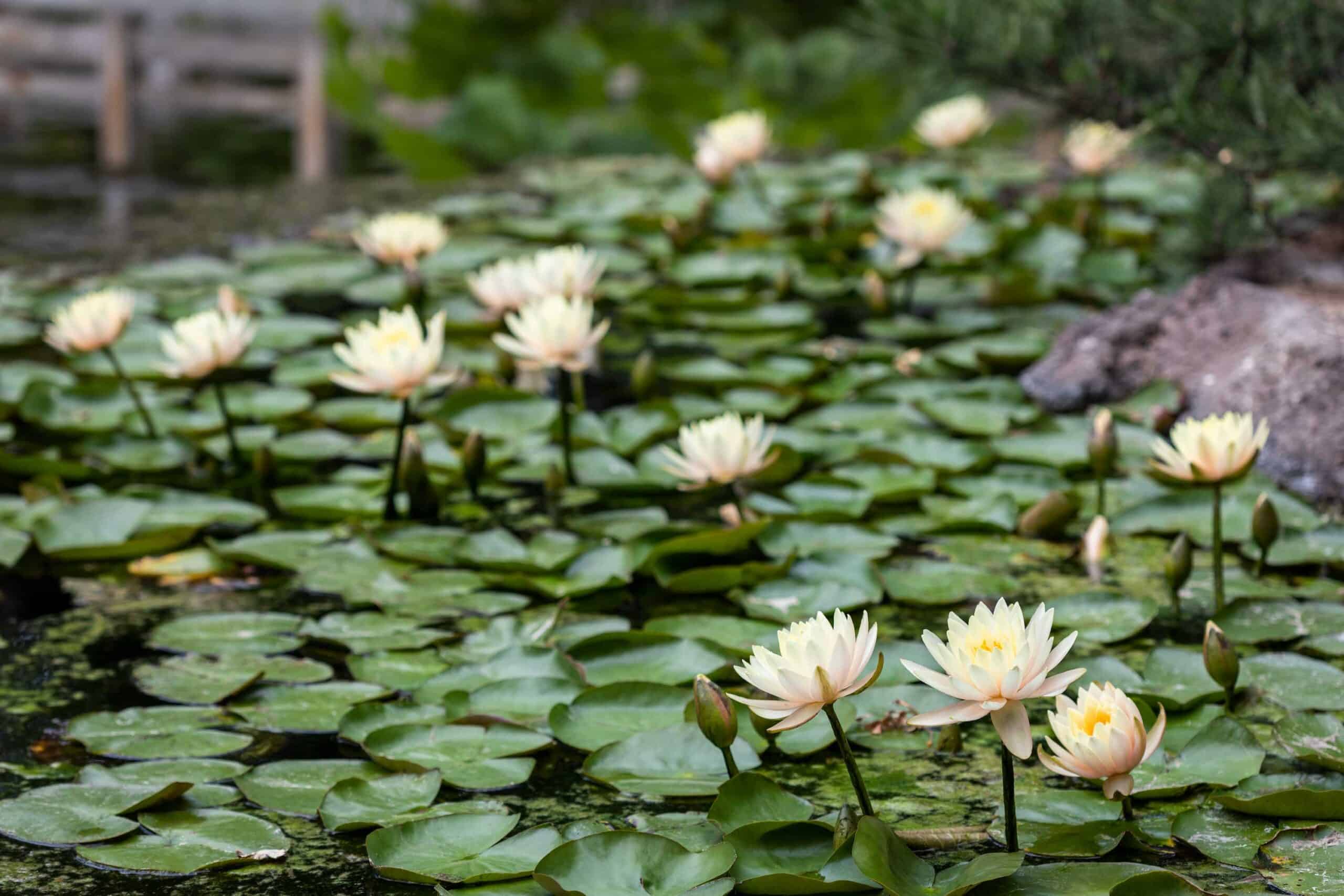 Japanese Garden — Ganna Walska Lotusland