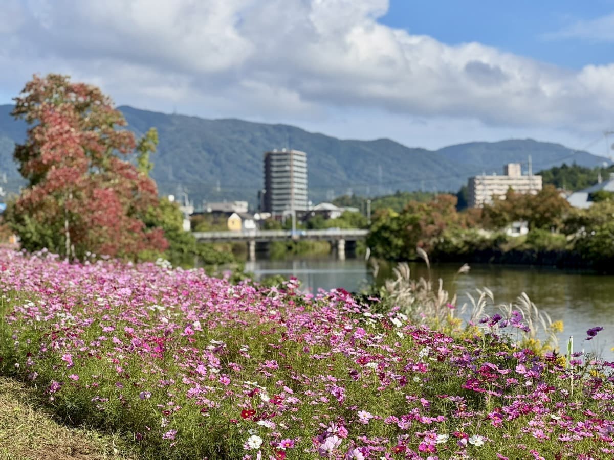 朝酌川のコスモス畑がまた拡大してる。今年は計280メートル！-松江市