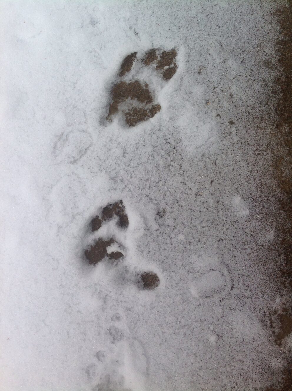 Can You Guess Which Zoo Animals Made These Snowy Prints? | Lincoln