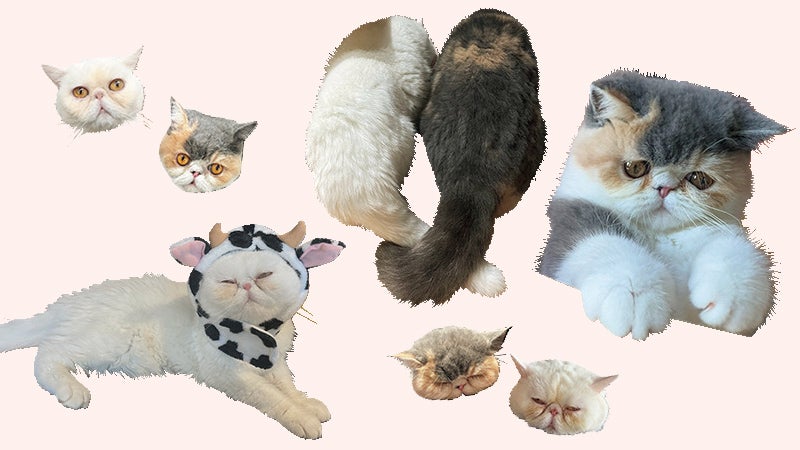 エキゾチックショートヘア］アーティスト セントチヒロ・チッチの愛猫