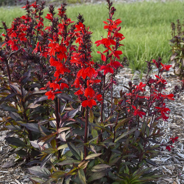 Lobelia speciosa Starship Scarlet Bronze Leaf – New Blooms Nursery