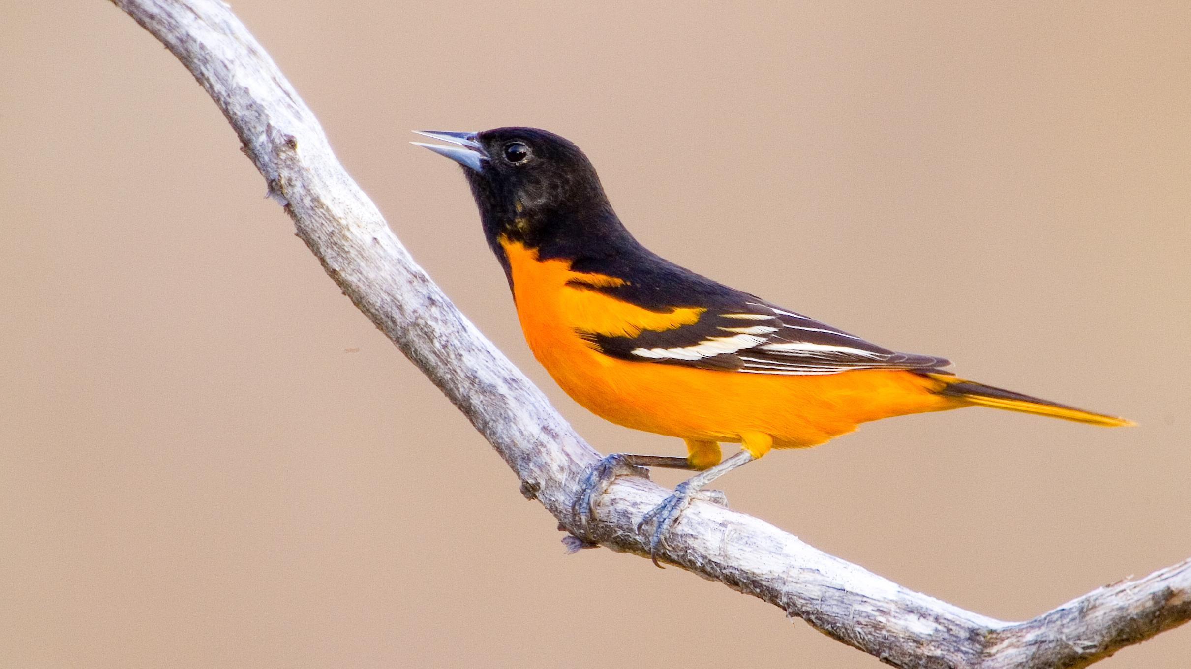 Junior Ranger, Jr. Explores Orioles (U.S. National Park Service)