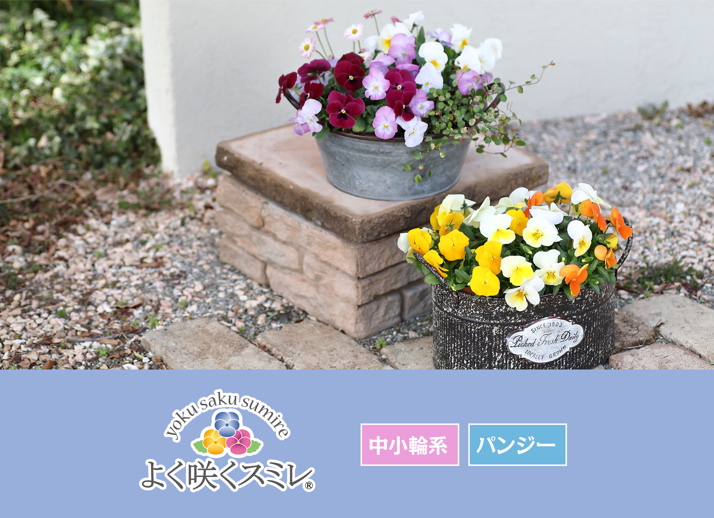 パンジー＆ビオラ コレクション｜タネ・苗・園芸用品・農業用資材の
