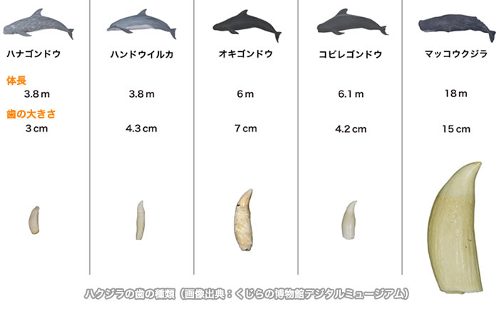 種類によって特徴は様々？ハクジラの歯 | 札幌駅北口すぐの歯医者