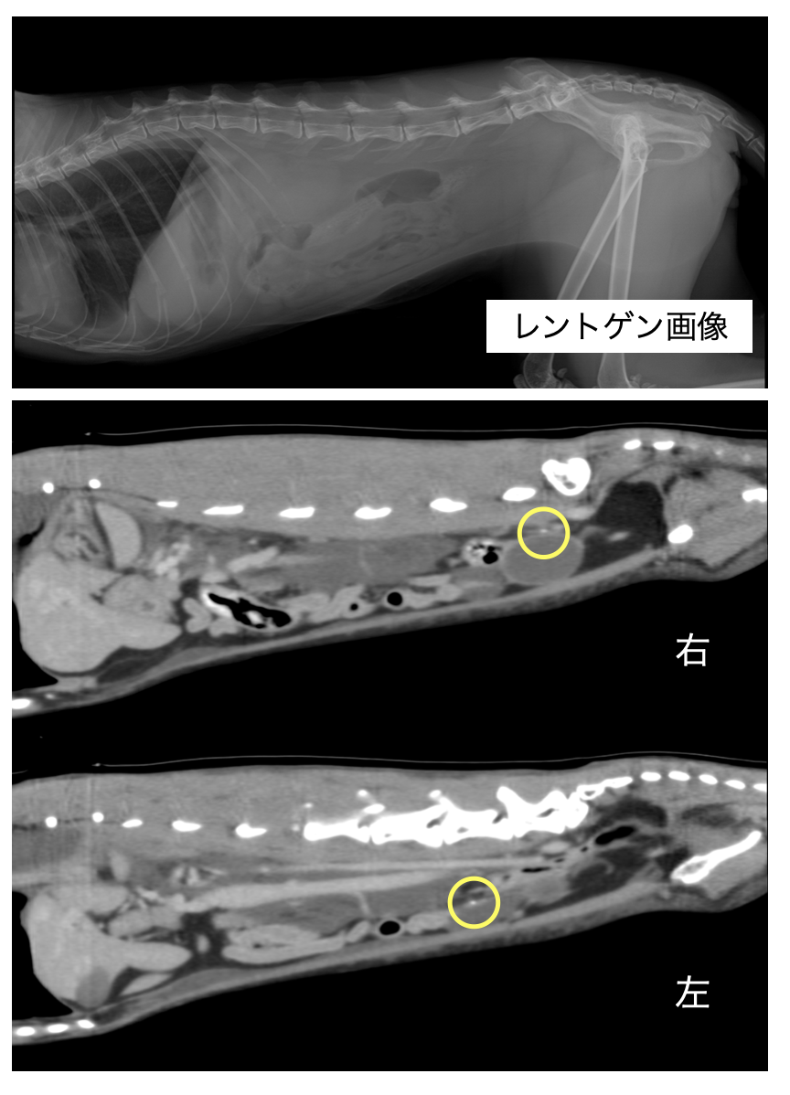 CT検査の実際の症例 | シラナガ動物病院｜山口県周南市の動物病院｜犬