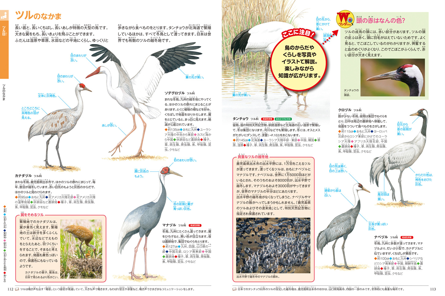 鳥 | ポプラディア大図鑑「WONDA」