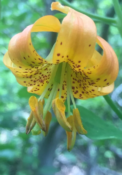 リリウム・パルダリナム (Lilium pardalinum) - PictureThis