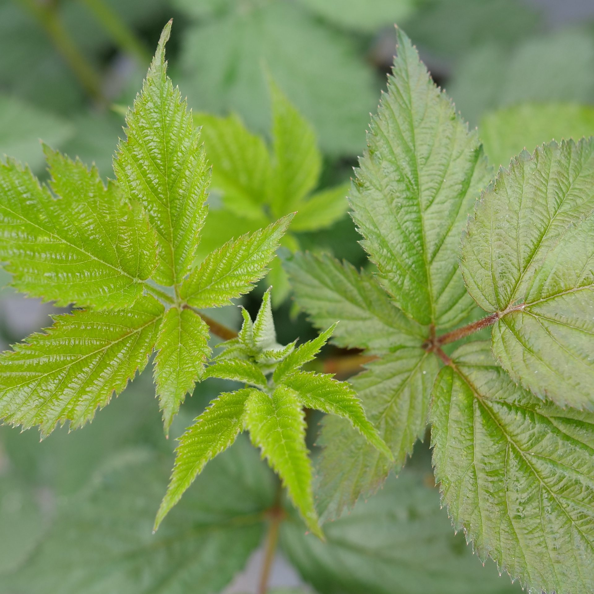 TASTE OF HEAVEN® Thornless Blackberry - Proven Winners ColorChoice