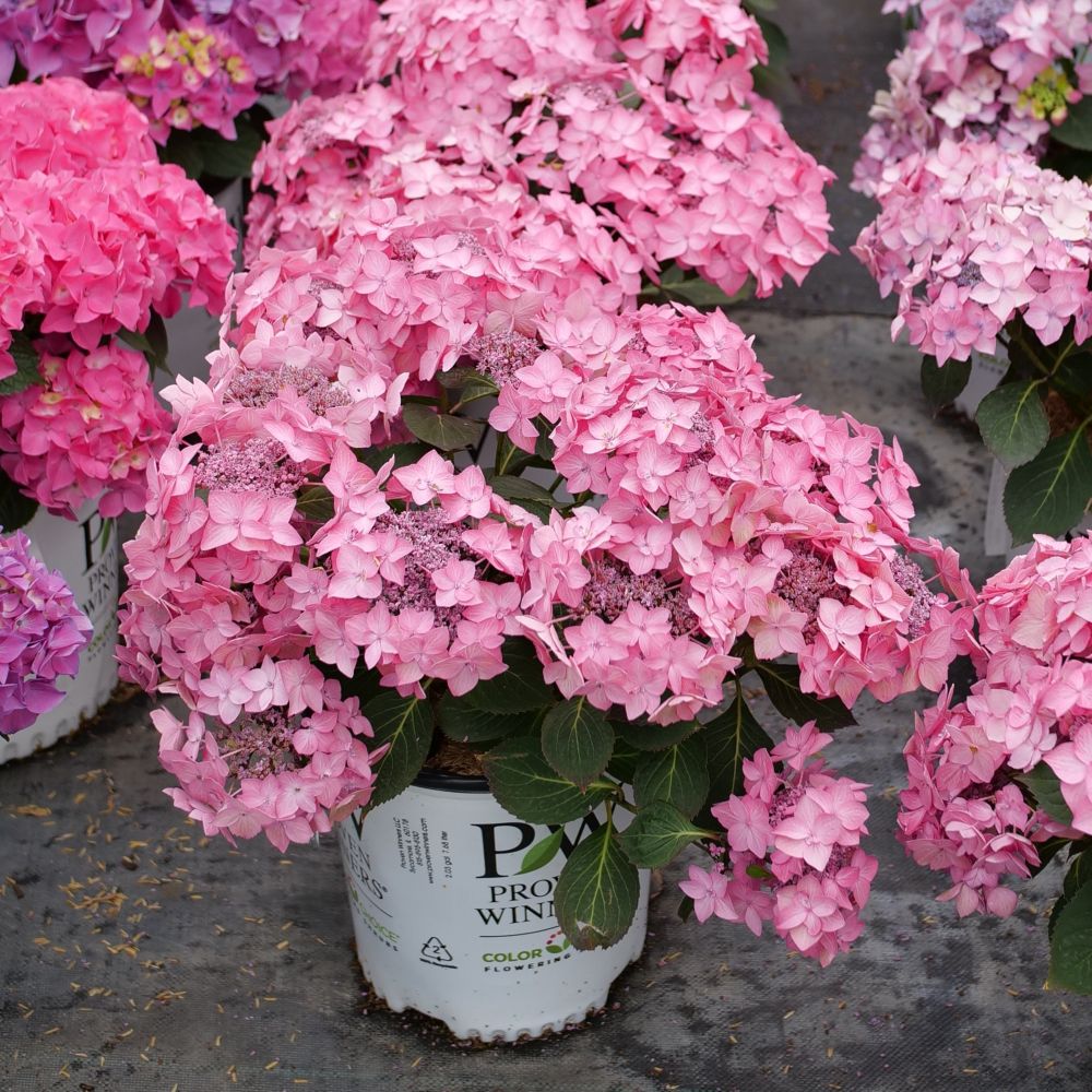 LET'S DANCE HOT STEPPER™ Bigleaf Hydrangea - Proven Winners