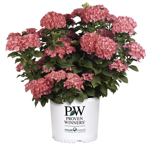 Cityline Paris - Bigleaf Hydrangea