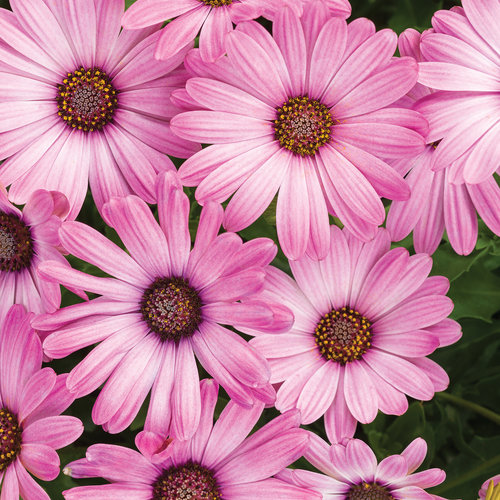 Bright Lights™ Pink - African Daisy - Osteospermum hybrid | Proven