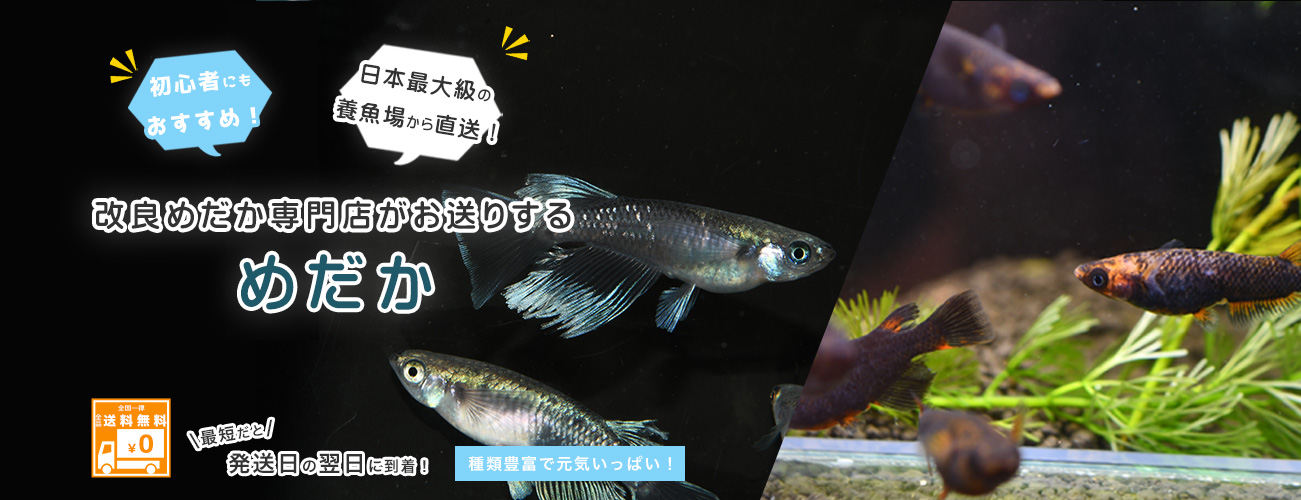 メダカの通販 マルゲン｜高級メダカ 珍しい品種のメダカ 飼育 アクアリウム