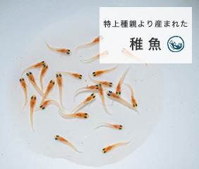 メダカの通販 マルゲン｜高級メダカ 珍しい品種のメダカ 飼育 アクアリウム