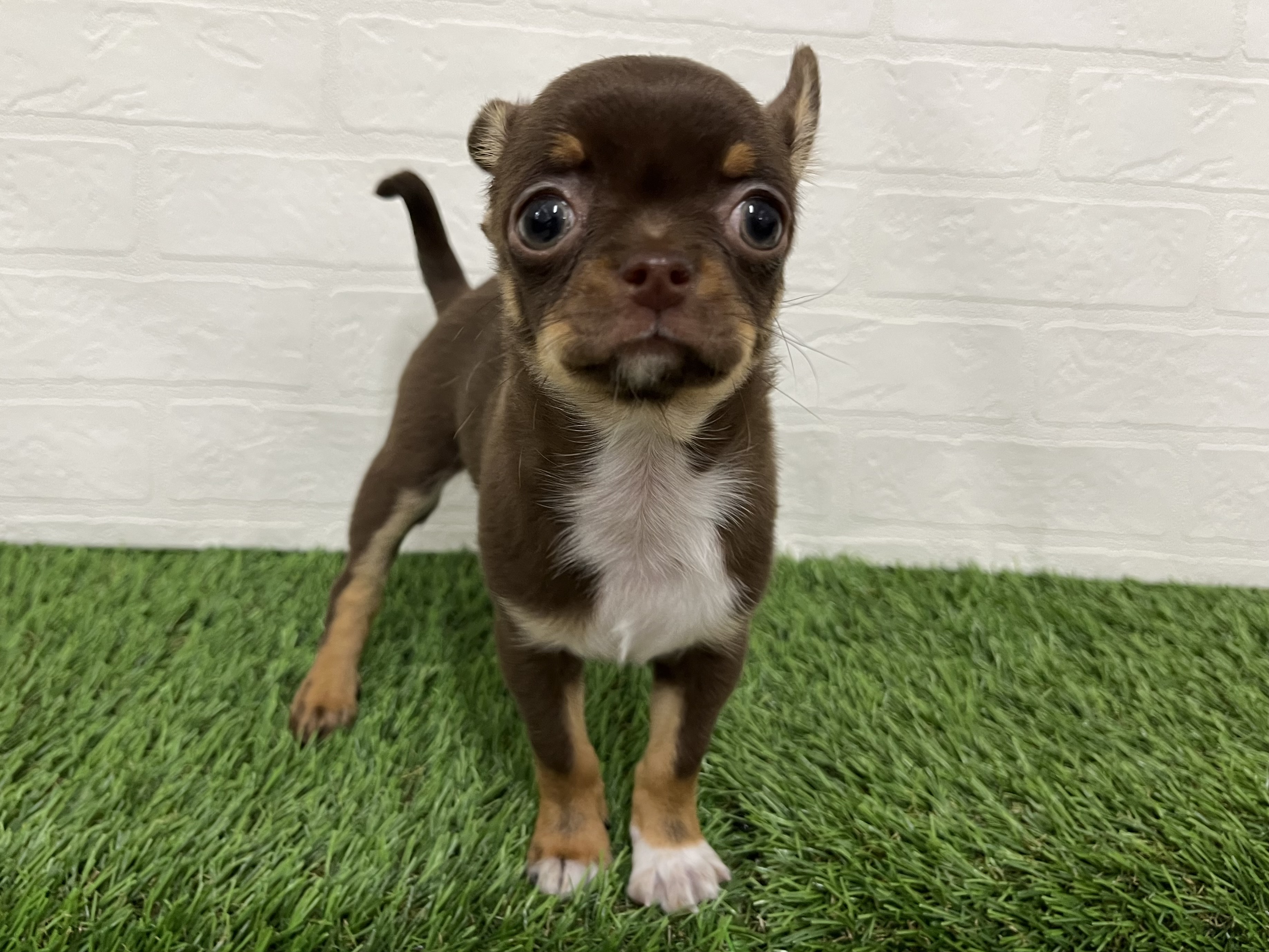 チワワ(チョコレートタン)の子犬を価格や特徴で探す|ペットショップ