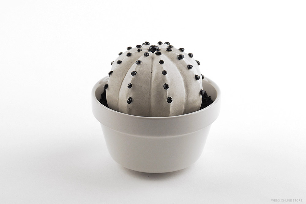 陶植 Astrophytum ランポー玉（八角） 陶器の植物 / Studio..zok