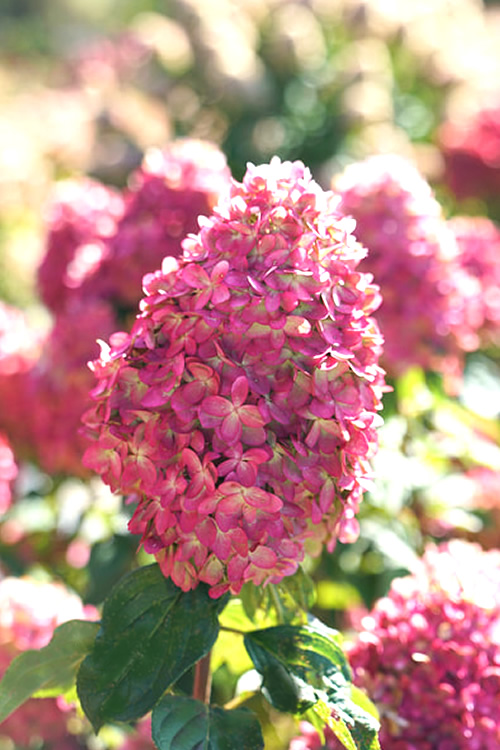 Hydrangea-Limelight-Prime-3.jpg