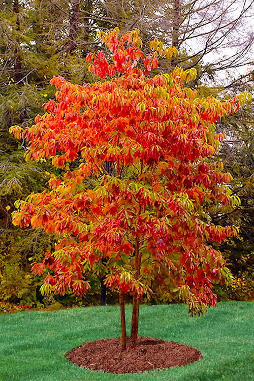 Buy Sassafras Tree | FREE SHIPPING | 3 Gallon | Wilson Bros Gardens