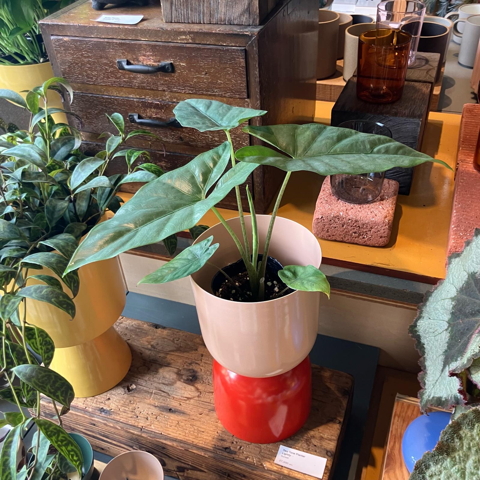Alocasia アロカシア コラゾン I インドアプランツ I プラント