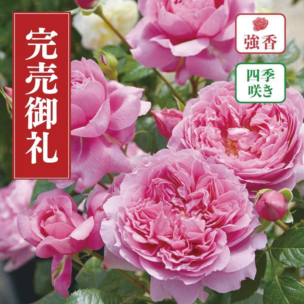 店頭受取 予約商品】バラ苗 プリマビスタ | ホームセンタービバホーム