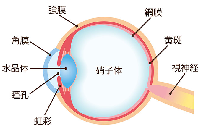 硝子体手術｜めじろ安田眼科