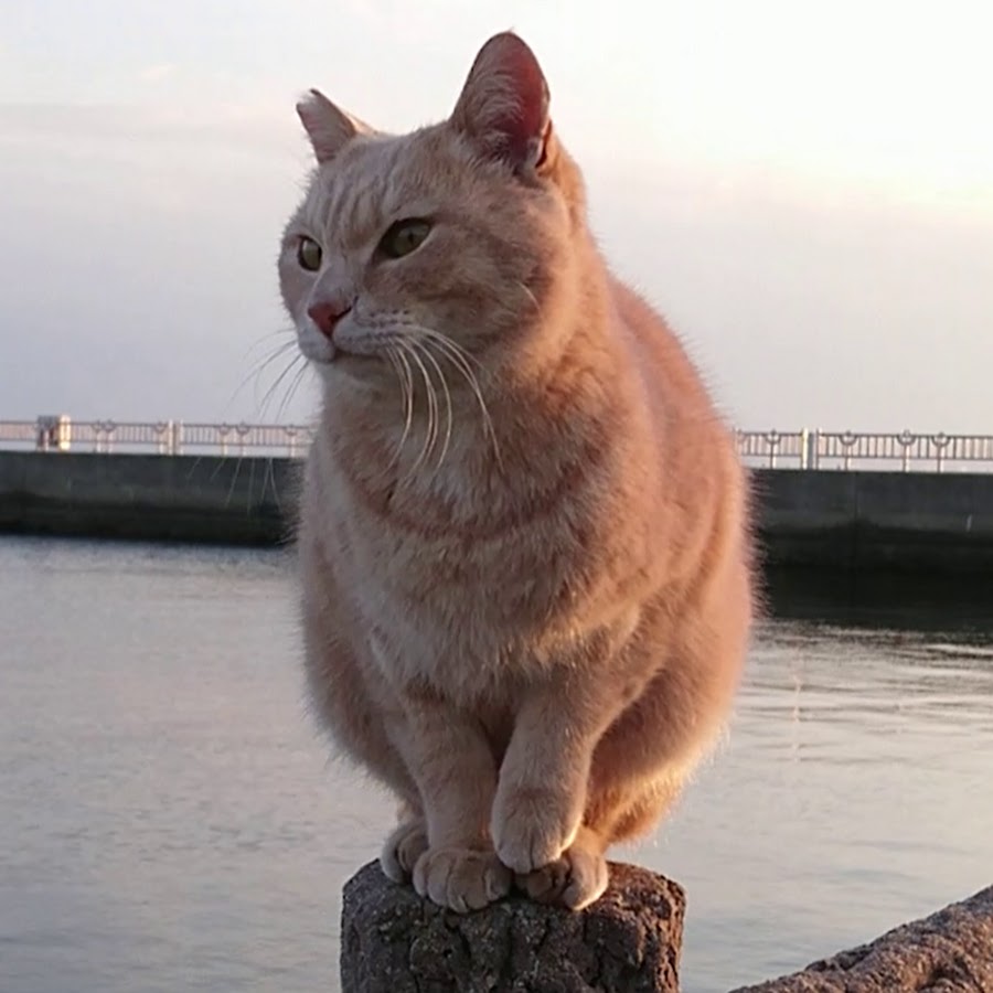 野郎が撮った猫動画 - YouTube