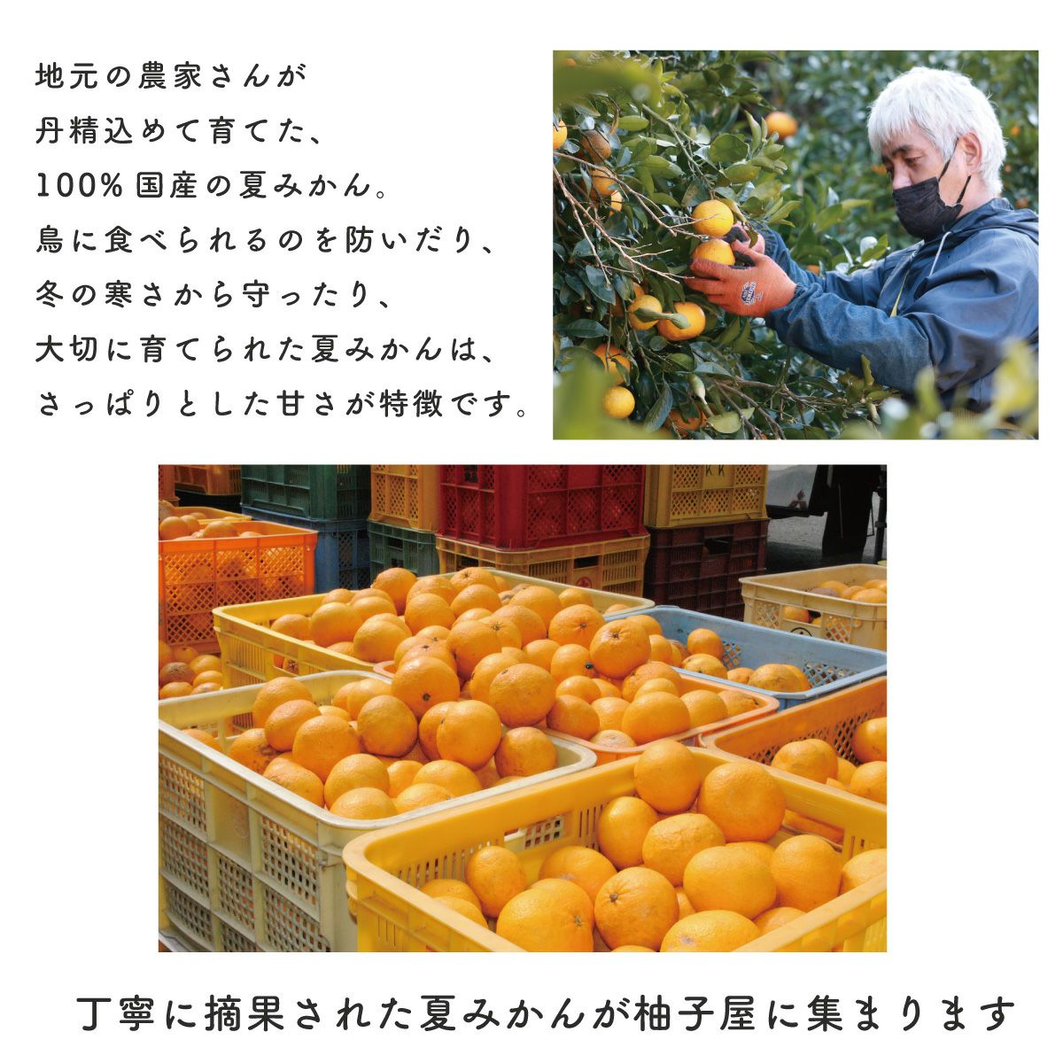 夏みかん4（500ml）単品 | 柚子屋本店ONLINE STORE